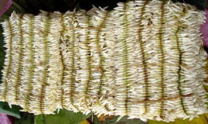 shankarapura-mallige